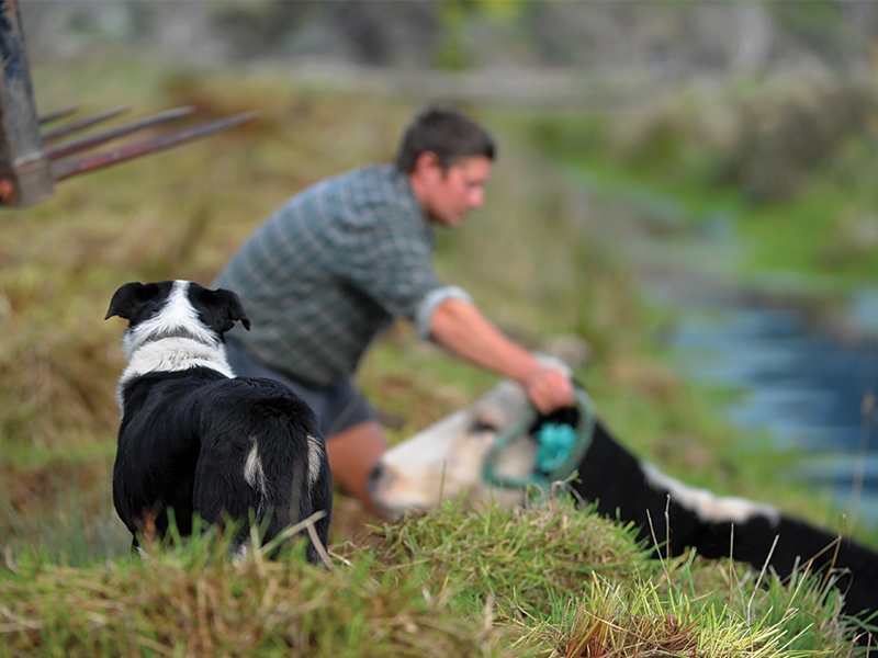 Animal health: Worksafe tips for safer farming