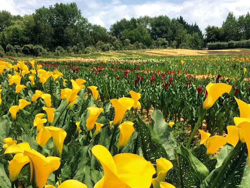 Bulbs Direct Northland flower bulb nursery