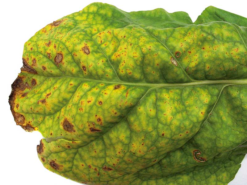 Fungicides for fodder beet